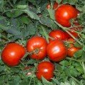 Анита (KS 829) F1 семена помидора детерминантного (Kitano Seeds)