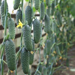 Сатоми F1 (КС 84 F1) семена огурца партенокарпического (Kitano Seeds)