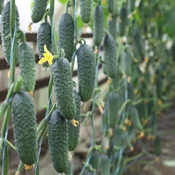 Сатомі F1 (КС 84 F1) насіння огірка партенокарпічного (Kitano Seeds)