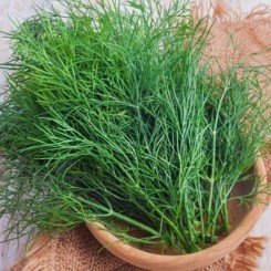 Кущове насіння кропу (професійне насіння)