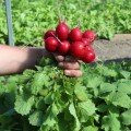 Кварта насіння редису (Semo)