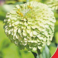 Лайм Квин семена циннии полушаровидной махровой 60-80 см однолетней (GL Seeds)