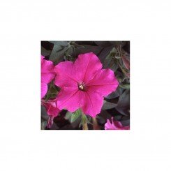 Ламбада F1 розовая (pink) семена петунии мультифлора (Hem Genetics)