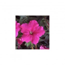 Ламбада F1 рожева (pink) насіння петунії мультифлора (Hem Genetics)