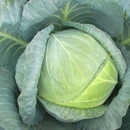 Ларсія F1 насіння капусти білокачанної (Seminis)
