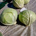 Ларсія F1 насіння капусти білокачанної (Seminis)