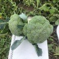 Легасі F1 насіння капусти броколі (Spark Seeds)