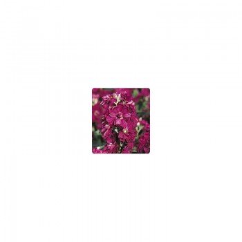 Лейла Burgundy семена левкоя (Kitano Seeds)