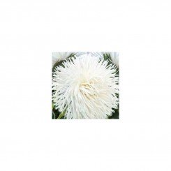 Аист семян астры (White) игольчатый (GL Seeds)