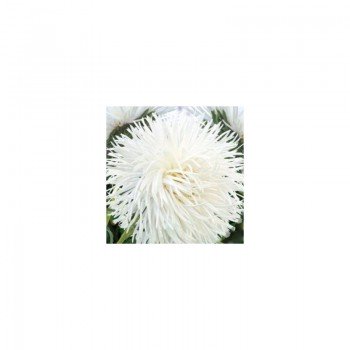 Лелека насіння айстри (White) голчастої (GL Seeds)