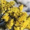 Лімоніум жовтий насіння лімоніуму (Геліос)