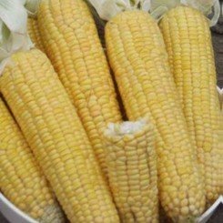 Лонга F1 насіння кукурудзи суперсолодкої Sh2 (Moravoseed)