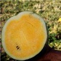 Покемон F1 (LS 1809 F1) семян желтого арбуза раннего (Lucky Seed)