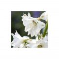 Магічний Фонтан F1 білий (white) насіння дельфініума махрового (Benary)