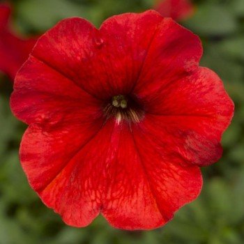 Мамбо F1 червона (red) насіння петунії мультифлора (Hem Genetics)