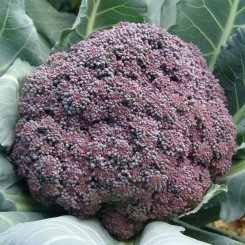Миранда семян капусты брокколи (Moravoseed)
