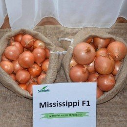 Миссисипи F1 семена лука репчатого желтого (Seminis)