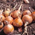 Міссісіпі F1 насіння цибулі ріпчастої жовтої (Seminis)
