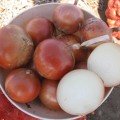Міссісіпі F1 насіння цибулі ріпчастої жовтої (Seminis)
