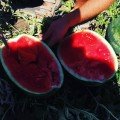 Монро F1 насіння кавуна ультрараннього (Innova Seeds)