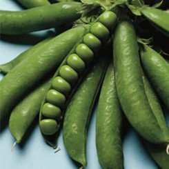 Нельсон семян гороха (Lark Seeds)