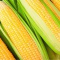 Ноа F1 насіння кукурудзи суперсолодкої Sh2 (Crookham Company)