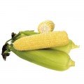 Ноа F1 насіння кукурудзи суперсолодкої Sh2 (Crookham Company)