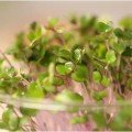 Нут насіння мікрозелений (Agrocity)