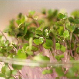 Нут насіння мікрозелений (Agrocity)