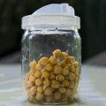 Нут насіння мікрозелений (Agrocity)