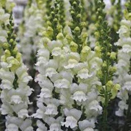 Опус F1 білий фреш насіння антірінума (Syngenta)