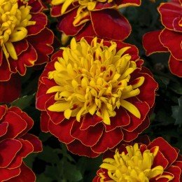 Оранж флейм (Orange Flame) насіння чорнобривців (Floragran)