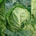 Рана Жлута (Отава) насіння капусти савойської (Moravoseed)