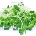 Пак Чой семена микрозеленые (Agrocity)