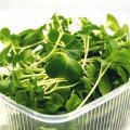 Пак Чой семена микрозеленые (Agrocity)
