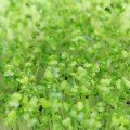Пак Чой семена микрозеленые (Agrocity)