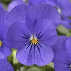 Пенни F1 синяя (blue) семена виолы (Syngenta)