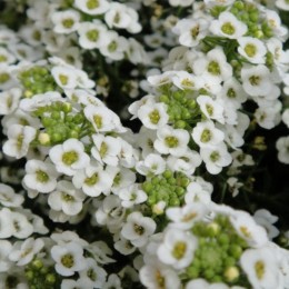Персона Вайт (Persona White) насіння аліссума (Kitano Seeds)