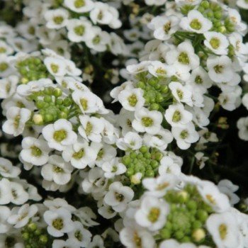 Персона Вайт (Persona White) насіння аліссума (Kitano Seeds)