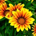 Пілігрим Йелоу Стар (Piligrim Yellow Star) насіння Газанії F1 (Gazania F1) (Kitano Seeds)