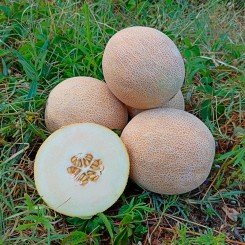 PL 6320 F1 насіння дині (Asia Seed)