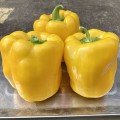 Брюс F1 (PL 6724 F1) насіння перцю солодкого (Bakker Brothers)