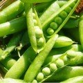 Прийом насіння гороху (SAIS)