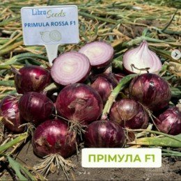 Прімула F1 насіння цибулі ріпчастої озимої середнього 280-285 дн. 160-250 гр. червоної (LibraSeeds)