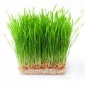 Семена пшеницы микрозеленые (Agrocity)
