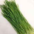 Насіння пшениці мікрозелене (Agrocity)