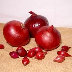 Ред Барон сіянка цибулі (Broer) Ред Барон сіянка цибулі (Broer)