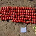 Рекордсмен F1 насіння помідора детермінантного (LibraSeeds)