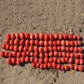 Рекордсмен F1 насіння помідора детермінантного (LibraSeeds)