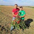 Рекордсмен F1 насіння помідора детермінантного (LibraSeeds)